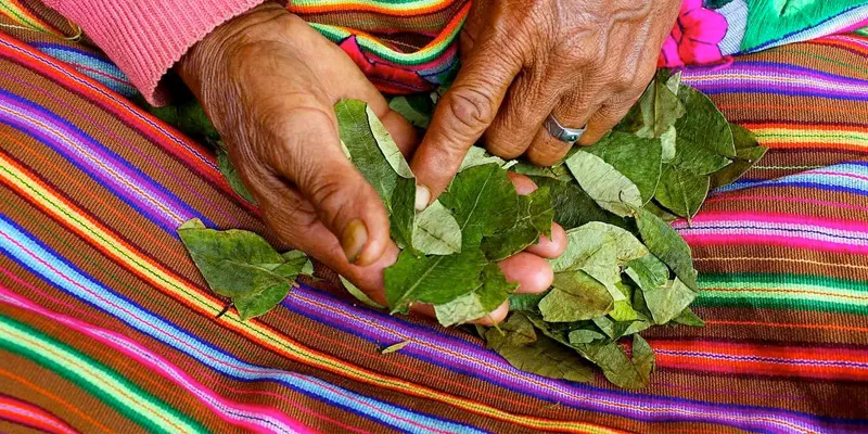 Coca-Leafs-Cusco-City