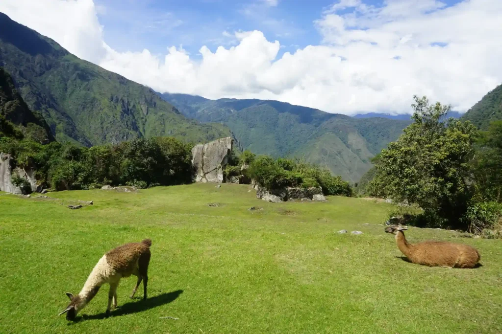 Feel the Ancient Culture Come Alive at Machu Picchu